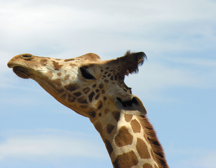Giraffe Baby, photo by Karyn Miller